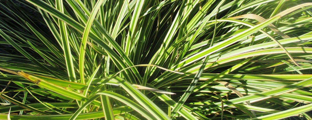 ornamental grass, nature, plant-261160.jpg
